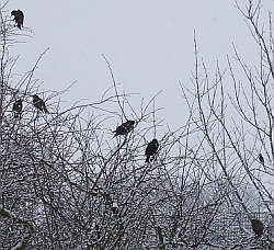 gardebirds
